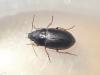 Amara sp.